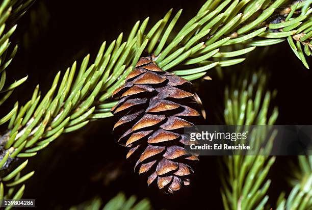 female cone of red spruce, picea rubens, wilderness state park, michigan, usa - michigan v michigan state stock pictures, royalty-free photos & images