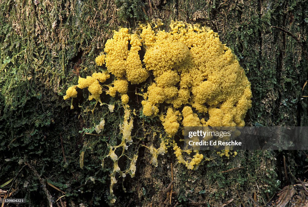 Slime Mold Plasmodium Spp Motile In Amoeboid Stage In Life Cycle slime-mold-plasmodium-spp-motile-in-amoeboid-stage-in-life-cycle