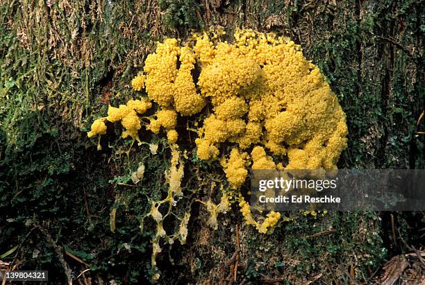 slime mold, plasmodium spp., motile in amoeboid stage in life cycle starting to form fruiting bodies, myxomycetes - plasmódio - fotografias e filmes do acervo