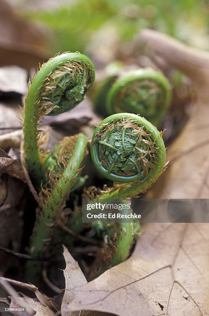 Coiled up leaves of Fern fiddleheads