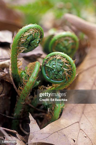 coiled up leaves of fern fiddleheads - fiddlehead stock pictures, royalty-free photos & images