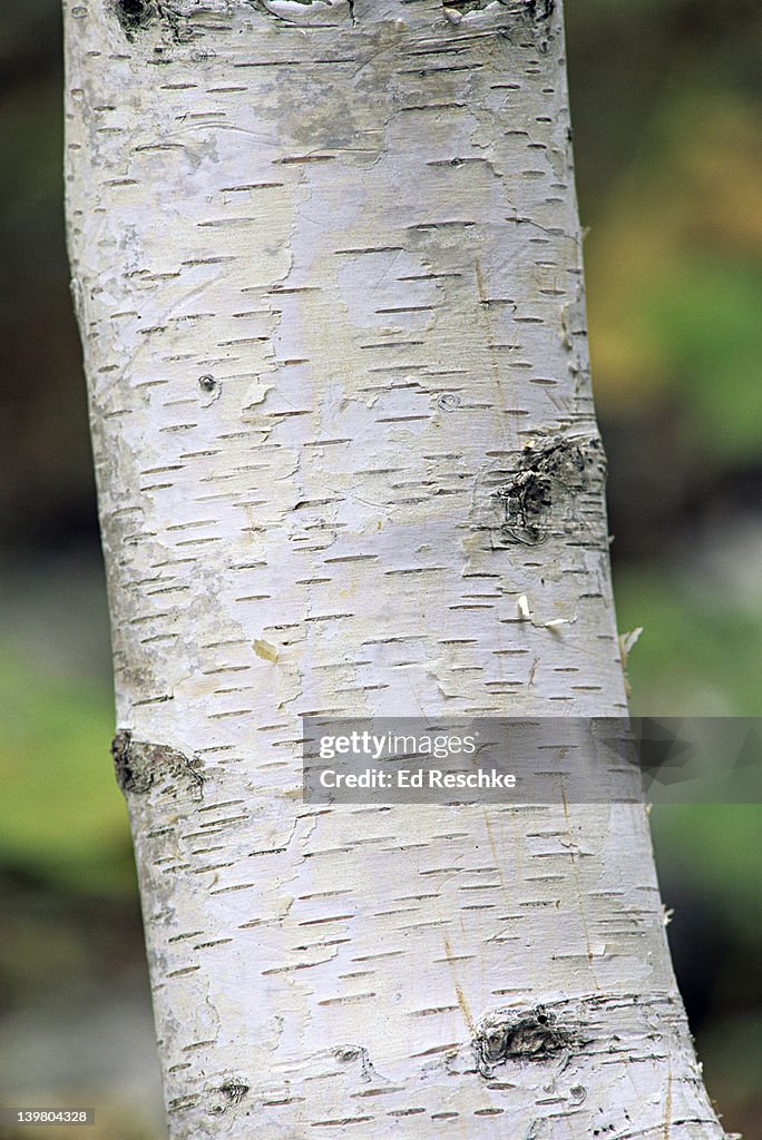 Closeup of Paper Birch bark, Betula Papyrifera, with horizontal lenticels which allow oxygen to readily diffuse into living tissues underneath bark, Michigan, USA