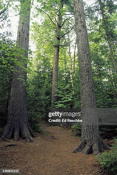 stand of old growth eastern white pines, pinus strobus, estivant pines nature sanctuary, michigan, usa  - pinus strobus stock pictures, royalty-free photos & images