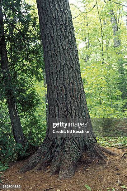 old growth eastern white pine, pinus strobus, estivant pines nature sanctuary, michigan, usa  - pinus strobus stock pictures, royalty-free photos & images