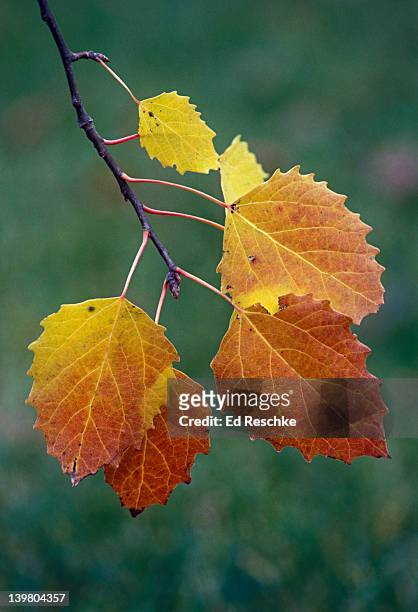 big tooth aspen leaves in autumn color, populus grandidentata, michigan, usa - poplar tree imagens e fotografias de stock