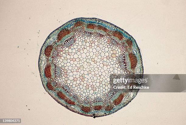 dicot stem. helianthus (sunflower) vascular bundles (ring), phloem, xylem, pith cortex, epidermis. 10x at 35mm. vascular bundles arranged in a ring. organization of primary tissues. - cellule végétale photos et images de collection