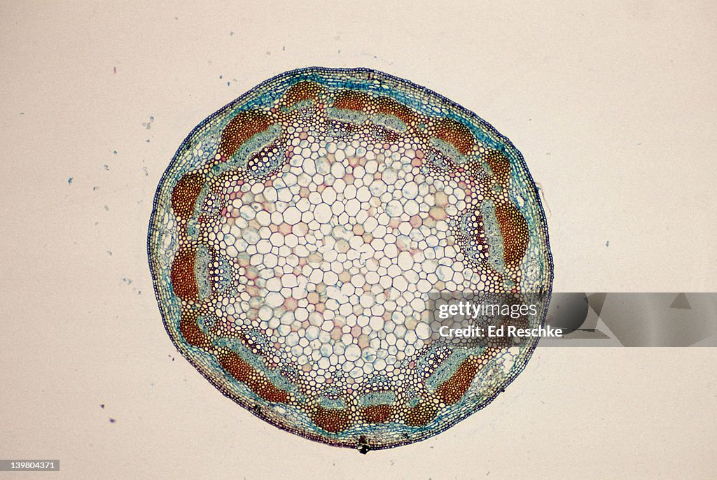 Dicot stem. Helianthus (sunflower) vascular bundles (ring), phloem, xylem, pith cortex, epidermis. 10x at 35mm. Vascular bundles arranged in a ring. Organization of primary tissues.