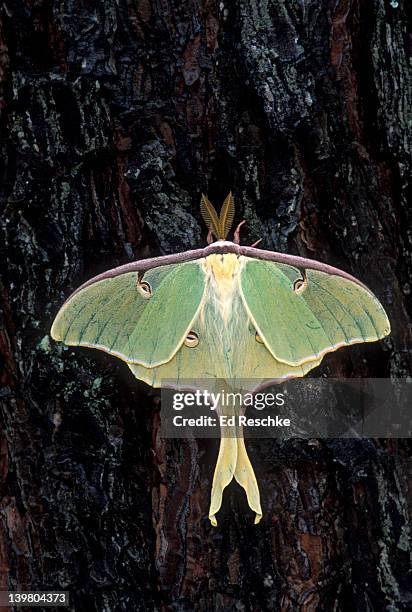 endangered luna moth, actias luna, has disappeared from many areas due to pollutants and pesticides, north carolina, usa - luna moth stock pictures, royalty-free photos & images