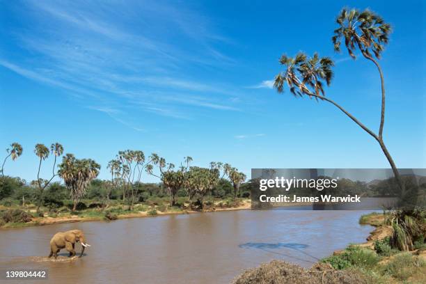 african elephant crossing uaso nyiro river - samburu-national-park stockfoto's en -beelden
