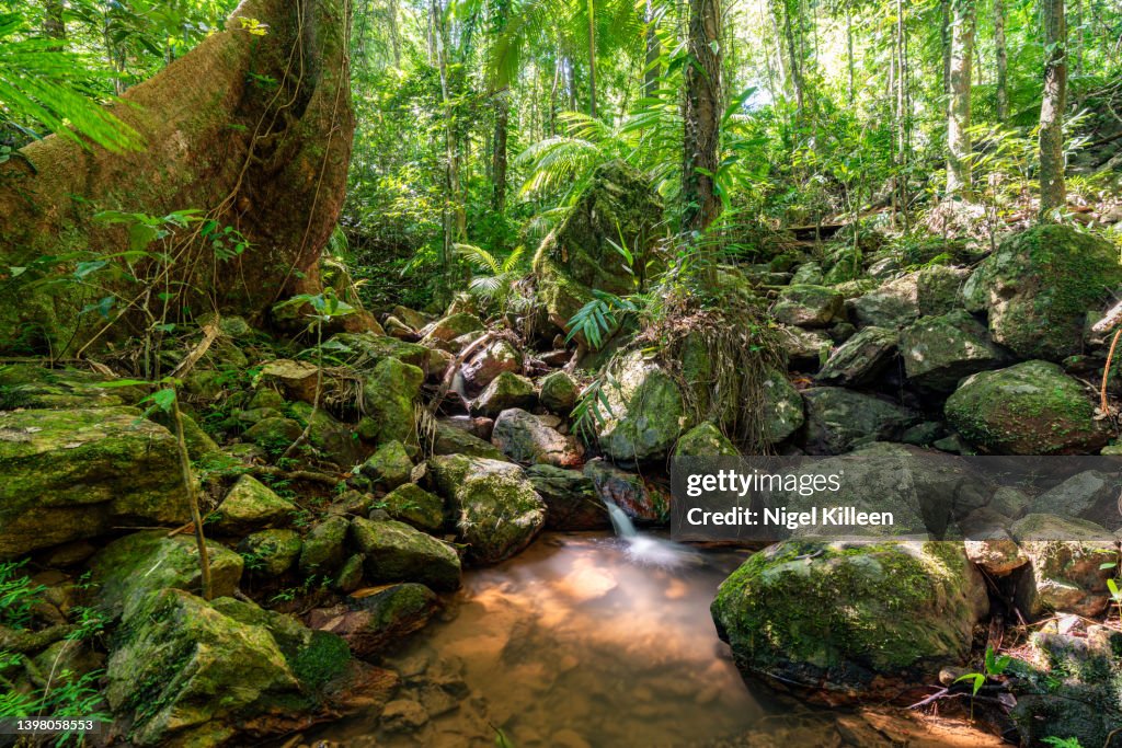 Daintree Rainforest, Queensland, Australia