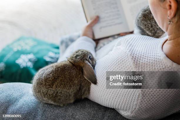 woman reading a book cute baby rabbit sits on the sofa next to her - pet rabbit stock pictures, royalty-free photos & images