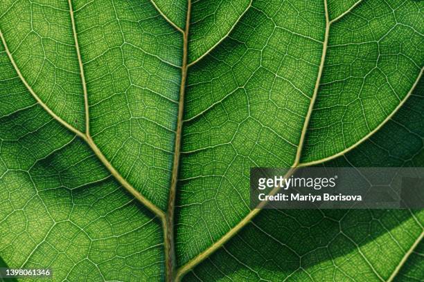 textured green leaf close-up. - asymmetry fotografías e imágenes de stock