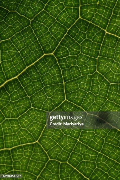 textured green leaf close-up. - close up phone on surface stock-fotos und bilder