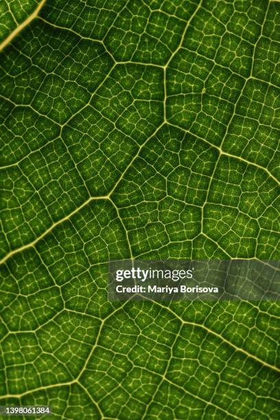 textured green leaf close-up. - cells science stockfoto's en -beelden