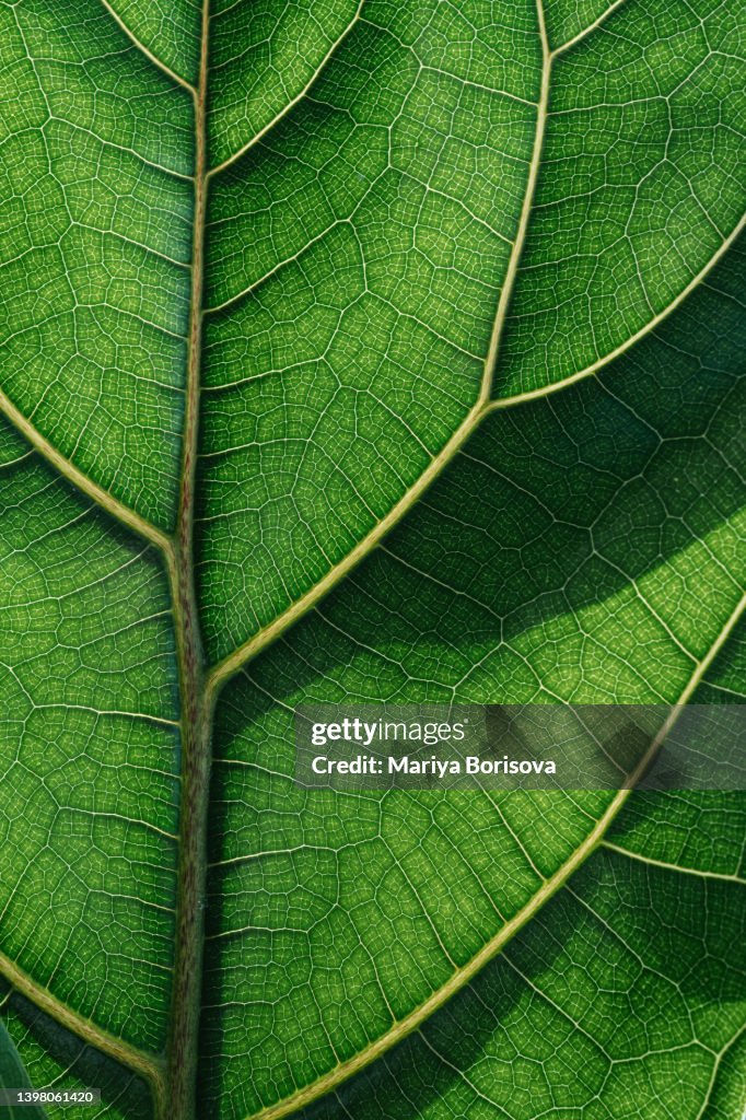 Textured green leaf close-up.
