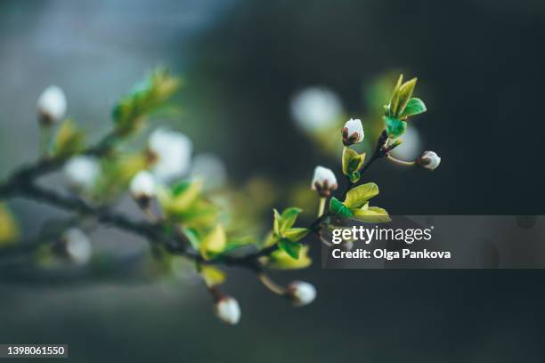 вranch of cherry blossoms on dark background, spring plant background - apple tree stock pictures, royalty-free photos & images