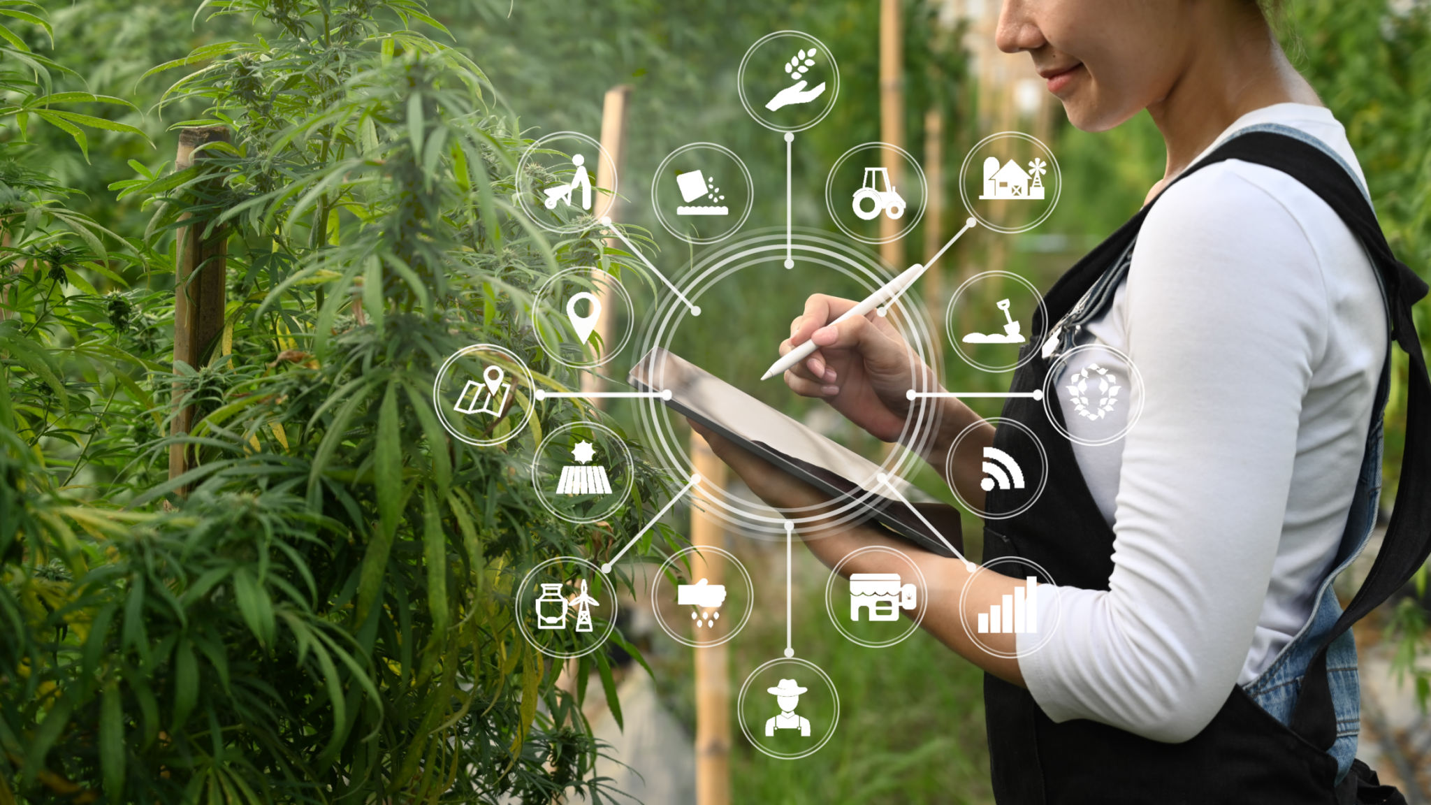 technology cannabis