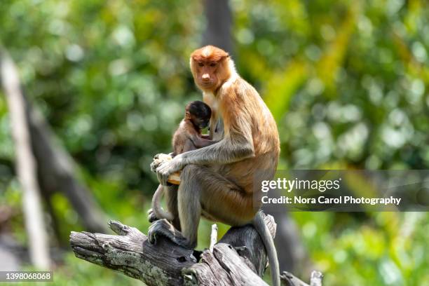 proboscis monkey with infant - proboscis monkey stock pictures, royalty-free photos & images