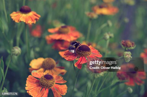 beautiful summer flowering red orange helenium flowers also known as sneezeweed with a bumblebee collecting pollen - honey bee and flower stock pictures, royalty-free photos & images