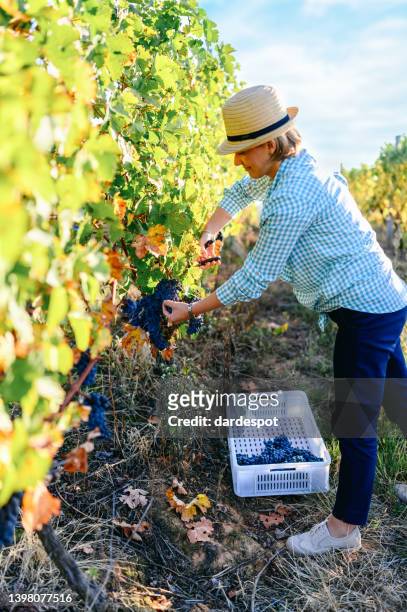 mujer cosechando las uvas - vendimia fotografías e imágenes de stock