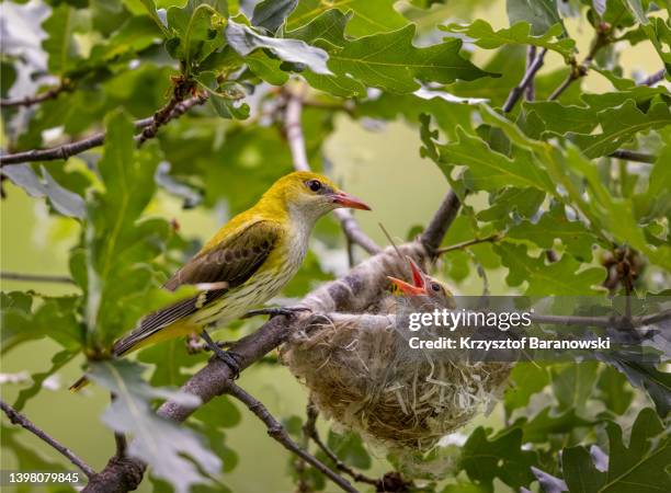 female golden oriole feeding a juvenile - oriole stock pictures, royalty-free photos & images