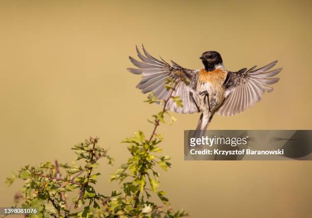 the european stonechat in  flight - paradisaeidae stock pictures, royalty-free photos & images