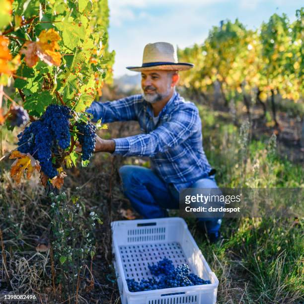 enologo che raccoglie uva - pinot grigio wine foto e immagini stock
