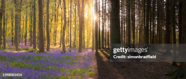 神秘的な森光複合 - チルターンヒルズ ストックフォトと画像