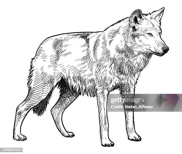 ilustraciones, imágenes clip art, dibujos animados e iconos de stock de dibujo vectorial de un lobo - lobo