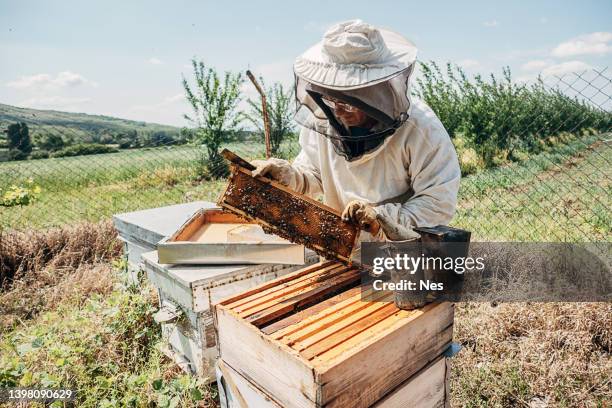 production of honey in the apiary - biodling bildbanksfoton och bilder