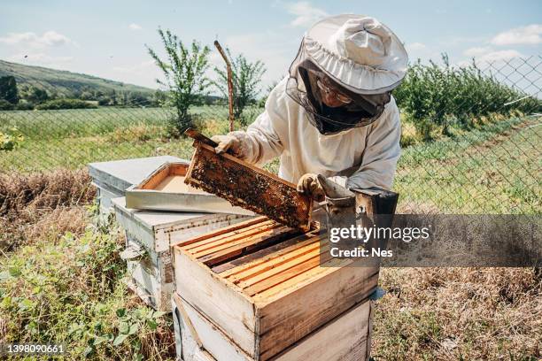 produzione di miele nell'apiario - apicoltura foto e immagini stock