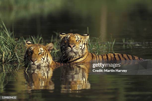 tigers, panthera tigris. pair of tigers in water, swimming in hot weather. endangered. asia - tigre de bengala imagens e fotografias de stock