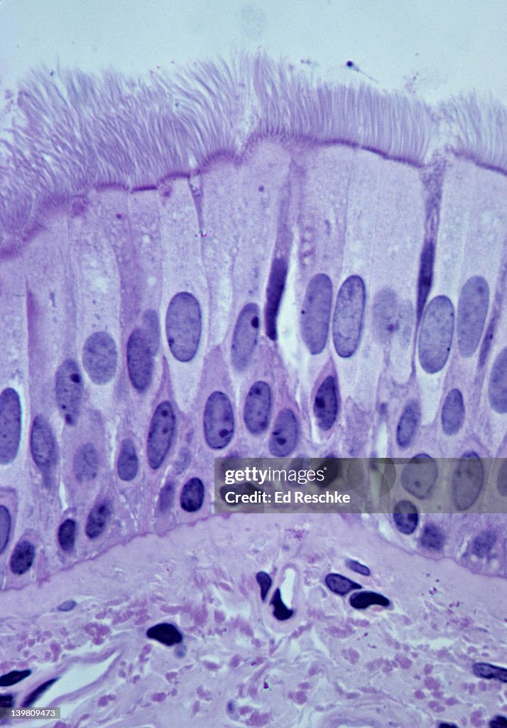 PSEUDOSTRATIFIED CILIATED COLUMNAR EPITHELIUM (TRACHEA, HUMAN, 250x) Shows: cilia, ciliated columnar cells, goblet cells, pseudostratified structure, basement membrane, and supporting connective tissue below.