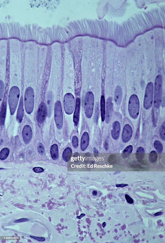 PSEUDOSTRATIFIED CILIATED COLUMNAR EPITHELIUM (TRACHEA, HUMAN, 250X) Shows: cilia, ciliated columnar cells, goblet cells with mucous, pseudostratifed structure, basement membrane, and supporting connective tissue below.