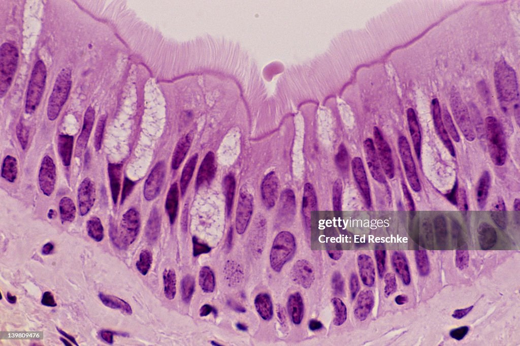 PSEUDOSTRATIFIED CILIATED COLUMNAR EPITHELIUM (TRACHEA, HUMAN, 250X). Shows: cilia, ciliated columnar cells, goblet cells with mucous, pseudostratified structure, basement membrane, and supporting connective tissue below.