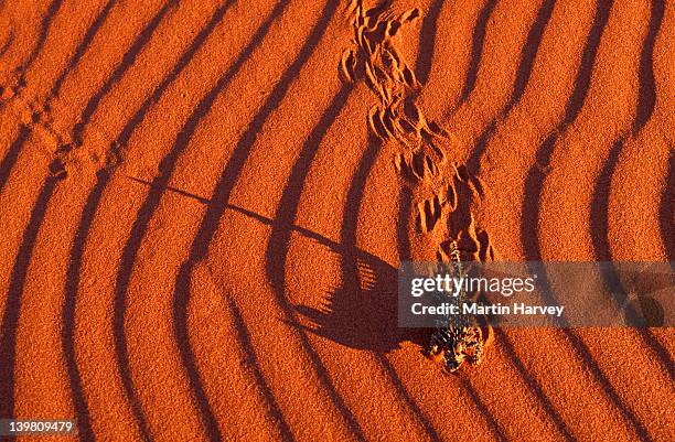 thorny devil lizard. moloch horridus. making tracks in sand. distributed throughout desert areas of australia. - thorny devil lizard stock pictures, royalty-free photos & images