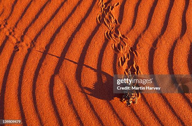 thorny devil lizard. moloch horridus. making tracks in sand. distributed throughout desert areas of australia. - diabo espinhoso imagens e fotografias de stock
