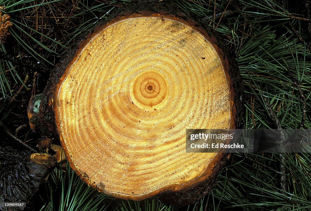 CROSS SECTION OF A LOG. ANNUAL GROWTH RINGS. PONDEROSA PINE. PINUS PONDEROSA. OREGON.