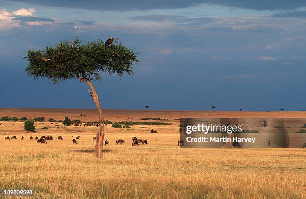 tree, vultures and wildebeest on the mara plains, maasai mara national park, kenya. - サバンナ地帯 ストックフォトと画像