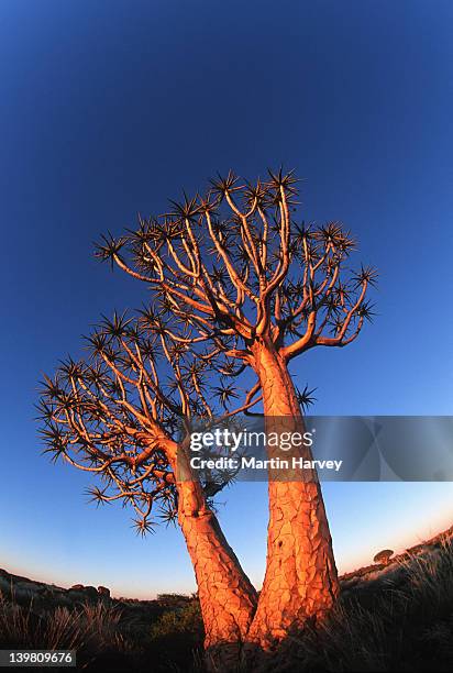 quiver tree, aloe dichotoma, namibia. - quiver tree stock pictures, royalty-free photos & images