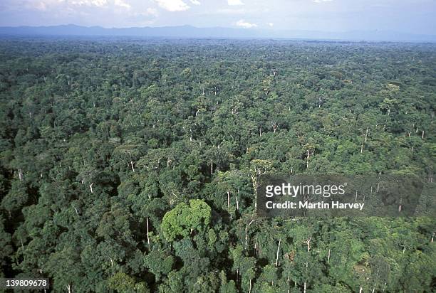 tropical rainforest. western congo basin. moist forest, gabon - gabon stockfoto's en -beelden