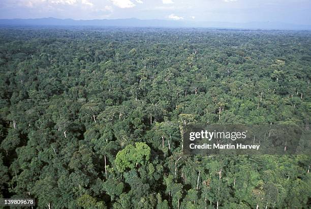 tropical rainforest. western congo basin. moist forest, gabon - gabon stock pictures, royalty-free photos & images