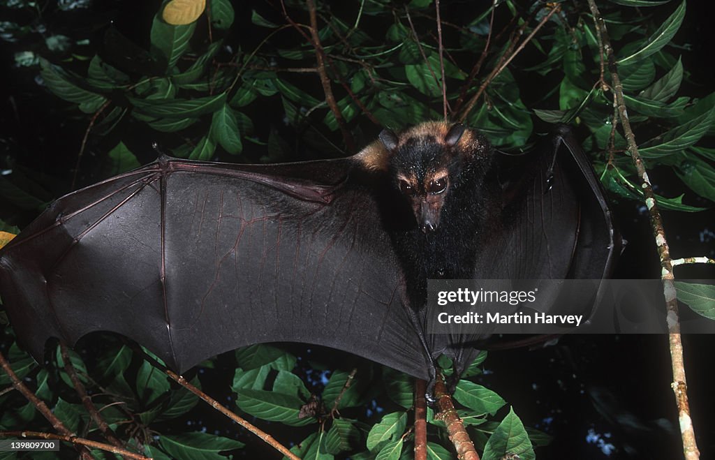 Spectacled Flying-fox, Pteropus conspicillatus. Essential pollinator and distributor of rainforest plants. Australia.
