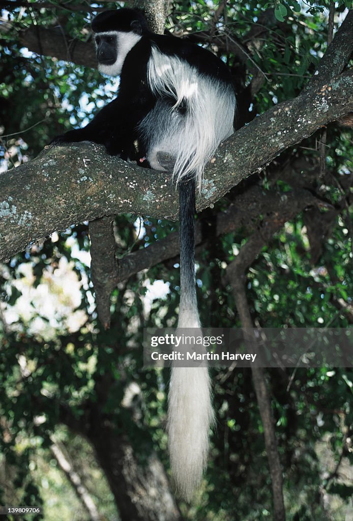 Eastern black and white colobus, Colobus guereza, Northern Central Africa.