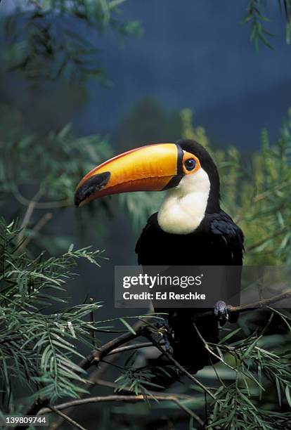 toco toucan, ramphastos toco guianas, brazil, paraguay, tropical america, fruit eating v - toucan stock pictures, royalty-free photos & images