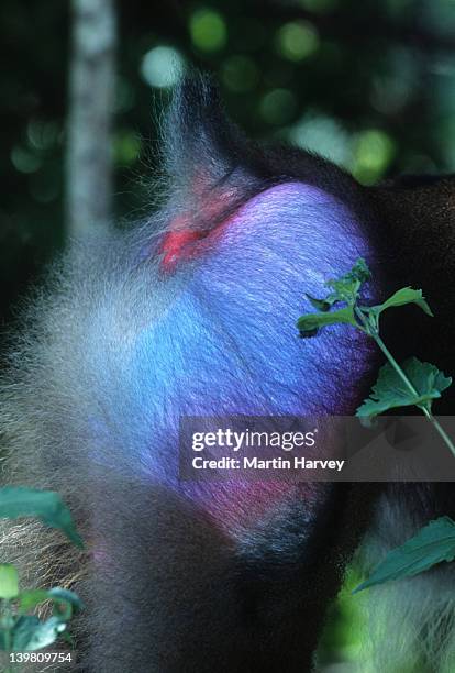 mandrill mandrillus sphinx rainforest species. endangered. camaroon and gabon. rump of male, close-up, bright blue coloring. - - male bum fotografías e imágenes de stock