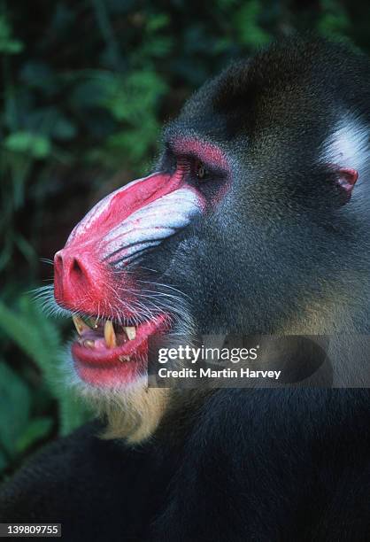 mandrill mandrillus sphinx. male, portrait. rainforest species. bright colours of males display sexual fitness. endangered. camaroon and gabon - male baboon stock pictures, royalty-free photos & images