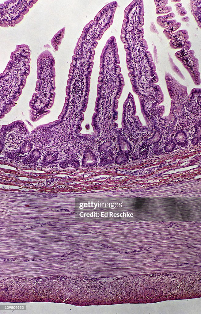 SMALL INTESTINE (ILEUM) WITH VILLI AND LAYERS (OR TUNICS), 25X Shows: mucosa, submucosa, muscularis (circular and longitudinal layers), serosa, intestinal glands, and goblet cells. Cross section.
