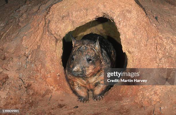 common wombat, vombatus ursinus, a nocturnal marsupial. australia. - animal den stock pictures, royalty-free photos & images