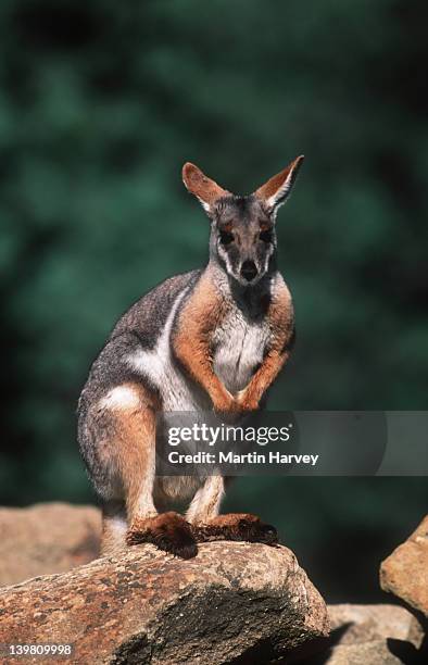 yellow-footed rock wallaby, petrogale xanthopus, inhabits rocky outcrops. vulnerable species. australia. - wallaby stockfoto's en -beelden